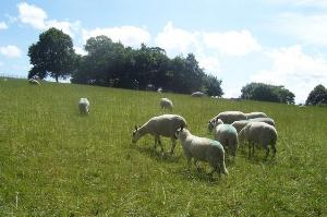 The Animal Park, Graves Park