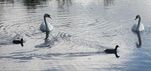 Wildlife at Station Road ponds