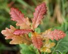 Autumn leaf