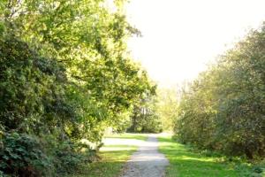 The leafy footpath alongside the River Cole, near Shaftesbury Lakes