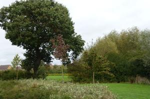 The large oak tree in the open ground at Waypoint 6.