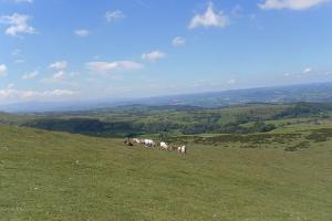 Wye Valley