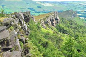 The Roaches