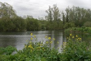 View over Hooks Marsh Lake