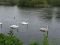 Inquisitive swans on Seventy Acres Lake