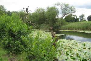 Oxbow Lake with Yellow Water Lilies
