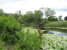 Oxbow Lake with Yellow Water Lilies