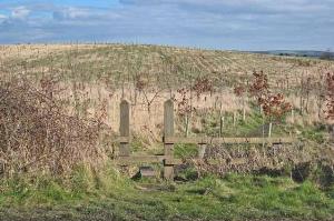Young plantation near Great Lumley