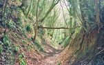 Medieval sunken lane on Wortley Hill