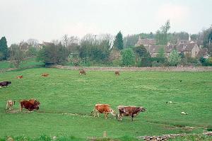 A pastoral scene near Chedworth