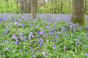 Bluebells in Cowleaze Wood
