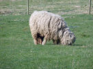 Lincolnshire Longwool Sheep