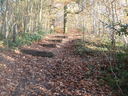 Pelaw Woods