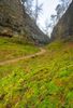 The much frequented path up Ingleborough, via Clapdale, approaches Trow Gill