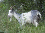 One of Lord Bath’s feral goats, keeping down vegetation
on the south side of the gorge