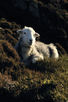 Herwick lamb on Hay Stacks