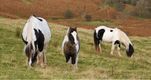 Welsh mountain ponies grazing wild in the Vale of Ewyas.