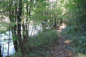 woodland path in arrow valley
