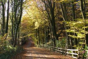 Hardwick Park - access road in autumn
© Copyright Carol Rose and licensed for reuse under this Creative Commons Licence
