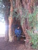 Yew tree seats at Point 1