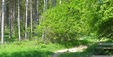 Oversley Wood