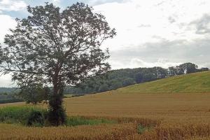 West Grove Wood seen from Croft Lane
