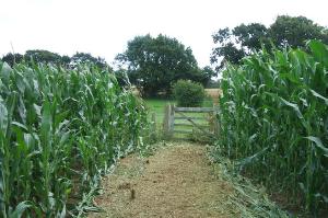 East Sussex County Council clear the route near Sessingham Farm