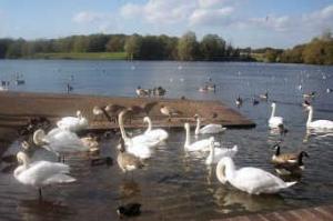 Wildfowl at Cosmeston Lakes