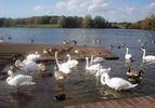 Wildfowl at Cosmeston Lakes
