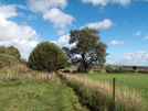 Footpaths converge from three directions and meet at this location south of West Roddymoor