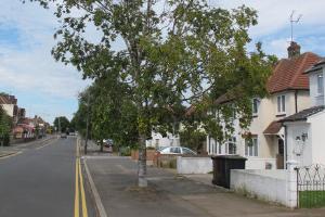 Silver Birch Tree in Leicester Road