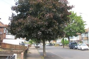 Red Sycamore tree in Humberstone Road