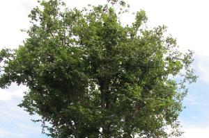 Mature Lime trees in Half-Way Avenue