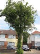 Mature Lime trees in Half-Way Avenue
