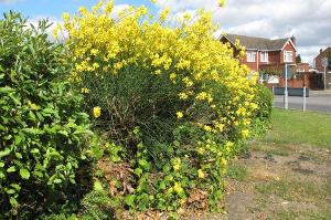Flowers on the round-about where Oakley Road meets Humberstone Road