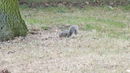 Grey squirrel