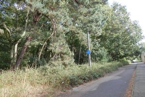 The cycle/foot path to the woods