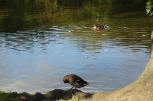 Duck on pond between waypoints [4] and [5]