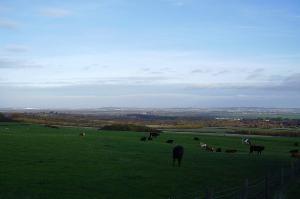 Cattle grazing Daisy Hill near Sacriston
© Copyright P Glenwright and licensed for reuse under this Creative Commons Licence
