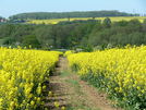 Midshires Way towards Ashby Folville