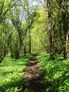 The Path Through Adcombe Wood