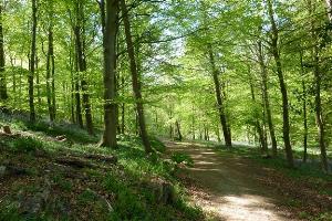 Footpath through Flatts Wood above Percy Beck
© Copyright A Chilton and licensed for reuse under this Creative Commons Licence