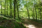 Footpath through Flatts Wood above Percy Beck
© Copyright A Chilton and licensed for reuse under this Creative Commons Licence