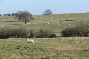 Pastoral scene near Owston