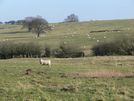 Pastoral scene near Owston