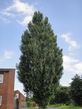 Mature poplar tree