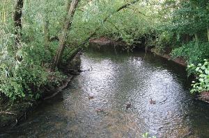 Ducks on the River Sowe at the second bridge
