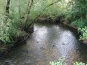 Ducks on the River Sowe at the second bridge