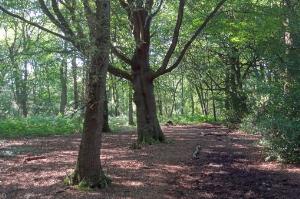 Clowes Wood
