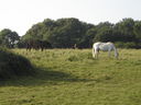 Horses in field